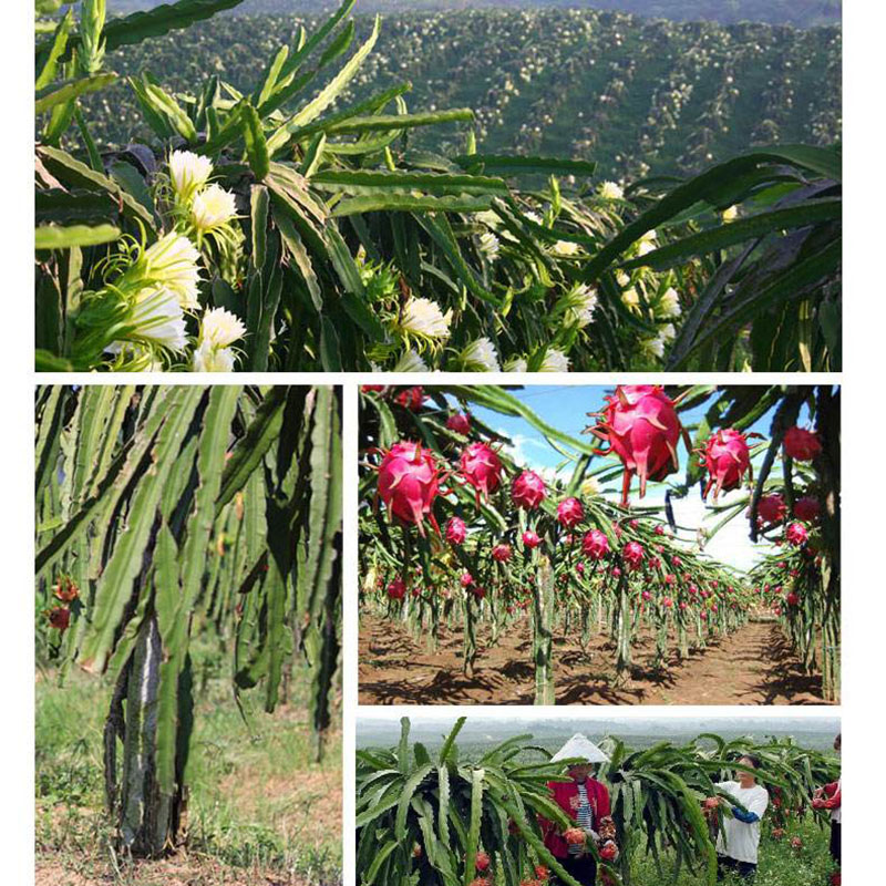 越南红心（白心）火龙果